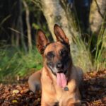 fall, malinois, pet, belgian shepherd dog, leaves, nature, forest, animal, dog