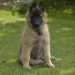 belgian, shepherd, pup, sitting
